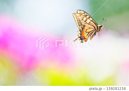 ツツジの花畑を舞うキアゲハ 139281238