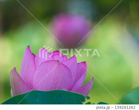 美しい蓮の花 139281262