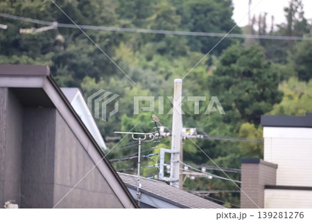 住宅街のテレビアンテナにとまるキジバト 住宅街のテレビアンテナにとまるキジバト 139281276