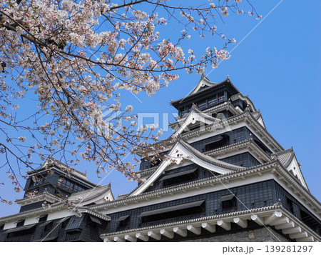桜に彩られた天守閣（熊本城）2026年 139281297