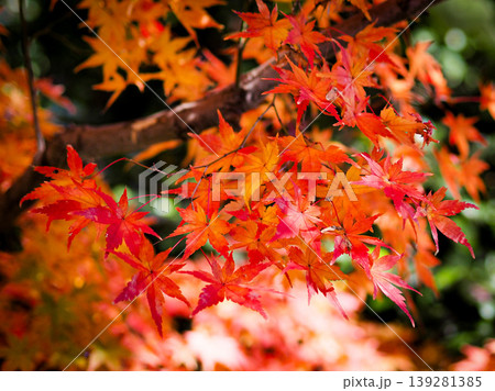 真っ赤な紅葉 139281385