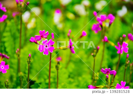 桜草の花 桜草の花 139281528