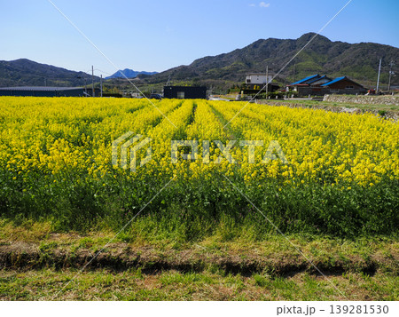 菜の花畑の風景 菜の花畑の風景 139281530