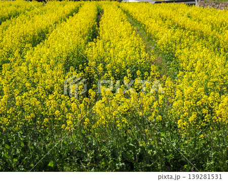菜の花畑の風景 139281531