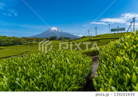 富士市天間の茶畑から富士山 139281639