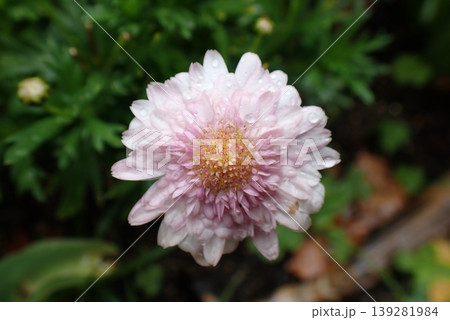 雨上がりのピンクの花と水滴（マクロ・背景ぼけ） 139281984