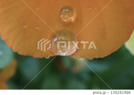 オレンジ色の花びらに落ちる水滴のマクロ抽象背景 139281986