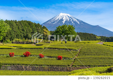富士市大渕笹葉茶畑から富士山 139282015