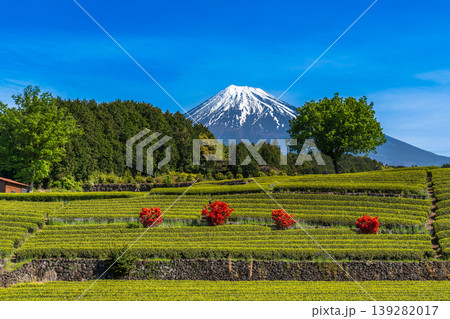 富士市大渕笹葉茶畑から富士山 139282017