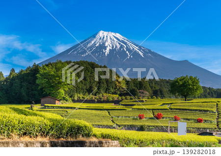 富士市大渕笹葉茶畑から富士山 139282018