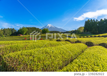 富士市大渕笹葉茶畑から富士山 139282022