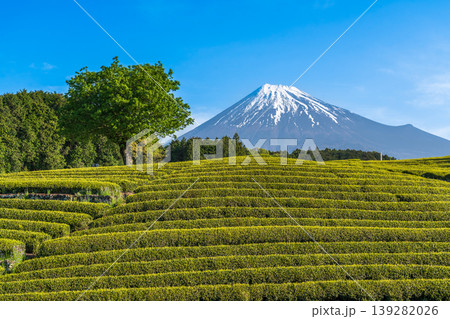 富士市大渕笹葉茶畑から富士山 139282026