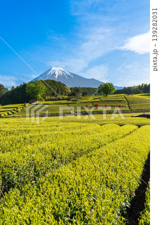 富士市大渕笹葉茶畑から富士山 富士市大渕笹葉茶畑から富士山 139282031