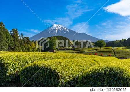 富士市大渕笹葉茶畑から富士山 139282032