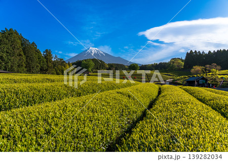 富士市大渕笹葉茶畑から富士山 富士市大渕笹葉茶畑から富士山 139282034