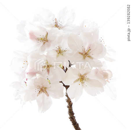 SAKURA 139282082