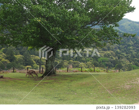 若草山頂の安らぎ。新緑の木陰で草をはむ鹿の親子と古都の豊かな自然 若草山頂の安らぎ。新緑の木陰で草をはむ鹿の親子と古都の豊かな自然 139282093