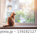 外の世界へ視線を向ける猫と春の移ろい 139282127