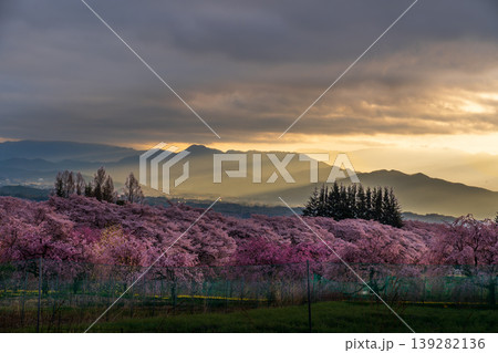 實原の桜畑から朝日の光芒 實原の桜畑から朝日の光芒 139282136