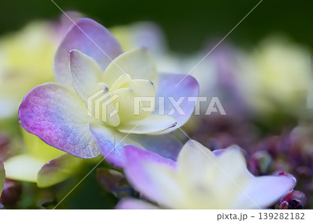 美しい額紫陽花の花びら 美しい額紫陽花の花びら 139282182
