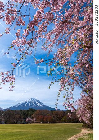 鳴沢村活き活き広場から枝垂れ桜と富士山 139282203