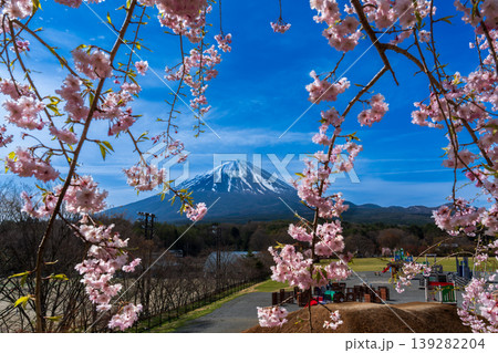 鳴沢村活き活き広場から枝垂れ桜と富士山 139282204
