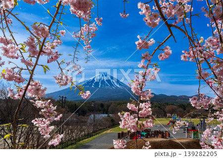 鳴沢村活き活き広場から枝垂れ桜と富士山 鳴沢村活き活き広場から枝垂れ桜と富士山 139282205