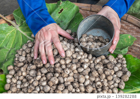 Vendor while holding a pot of Hygroscopic earthstar mushrooms (or puff ball mushroom) for sell in market. Vendor while holding a pot of Hygroscopic earthstar mushrooms (or puff ball mushroom) for sell in market. 139282288