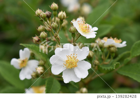 ノイバラの花 ノイバラの花 139282428