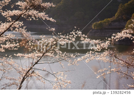 湖畔に咲く満開の桜と夕暮れの風景 湖畔に咲く満開の桜と夕暮れの風景 139282456