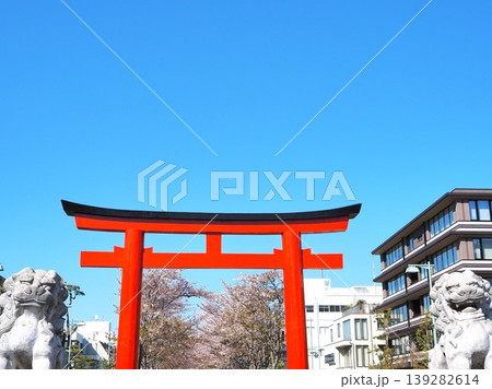 神奈川県 二の鳥居と段葛の桜並木 4月 神奈川県 二の鳥居と段葛の桜並木 4月 139282614