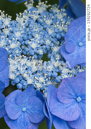 青い額紫陽花 青い額紫陽花 139282724