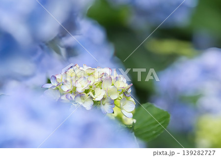 青い紫陽花の中の白い紫陽花 139282727
