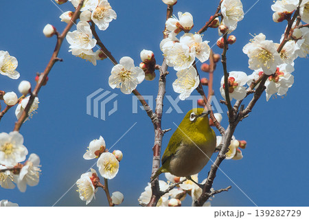 梅の蜜を吸うメジロ 梅の蜜を吸うメジロ 139282729