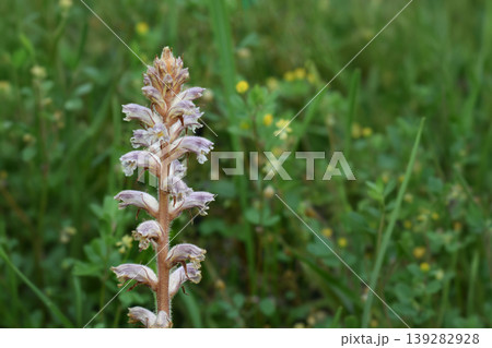 ヤセウツボ 139282928