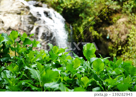 Lush green foliage in sharp focus with a beautiful blurred waterfall cascading in the background 139282943