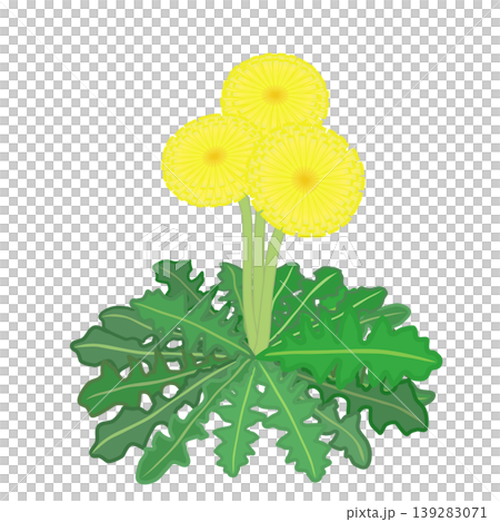 蒲公英的插圖 蒲公英的插圖 139283071