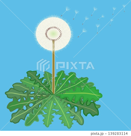 風に飛ばされるタンポポの綿毛イラスト 風に飛ばされるタンポポの綿毛イラスト 139283114