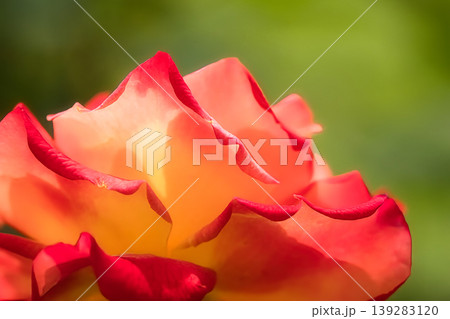 炎の様なバラの花びら 139283120