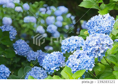 青い紫陽花達 青い紫陽花達 139283121