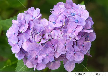 ハート型の紫陽花 ハート型の紫陽花 139283122