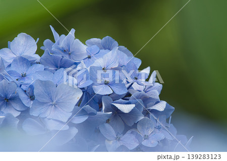 青い紫陽花 青い紫陽花 139283123
