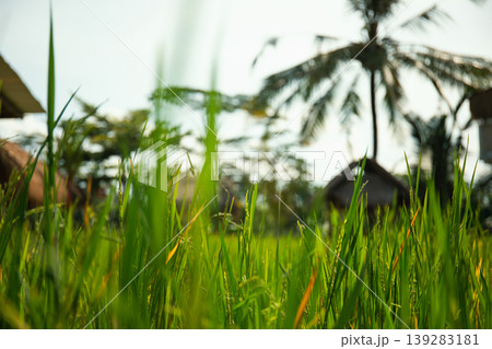 Green rice plants thrive in a sunny tropical setting Green rice plants thrive in a sunny tropical setting 139283181