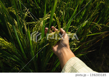 Person gathers rice stalks in a vibrant green paddy field 139283185
