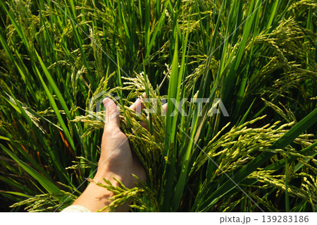 Hand gently touching rice plants in a lush green field 139283186