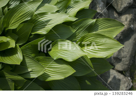 close up Green leaves of hosta. close up Green leaves of hosta. 139283246