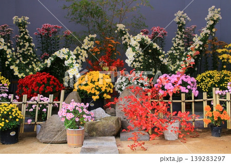 菊の花 139283297