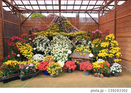 菊の花 139283302