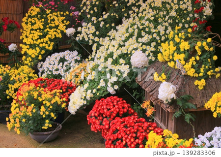 菊の花 139283306