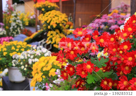 菊の花 139283312